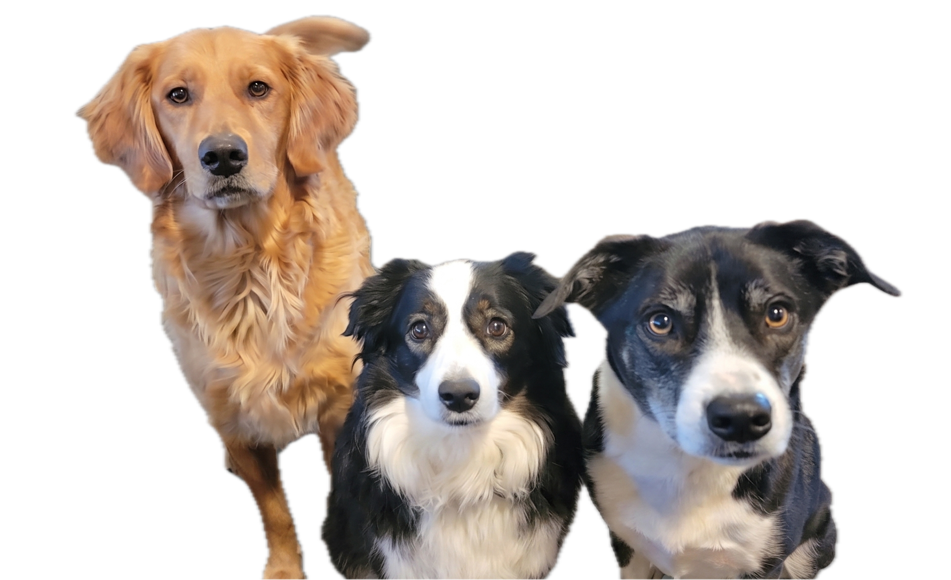 Three dogs sitting together against a gray background.